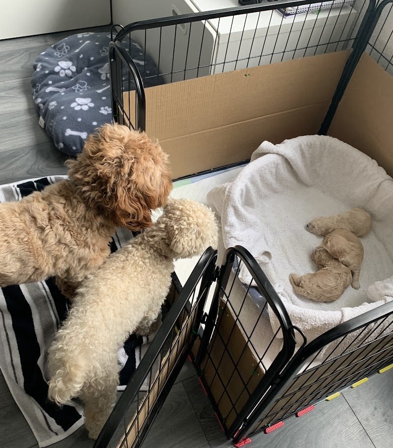 How to Make Your Own Whelping Box at Home