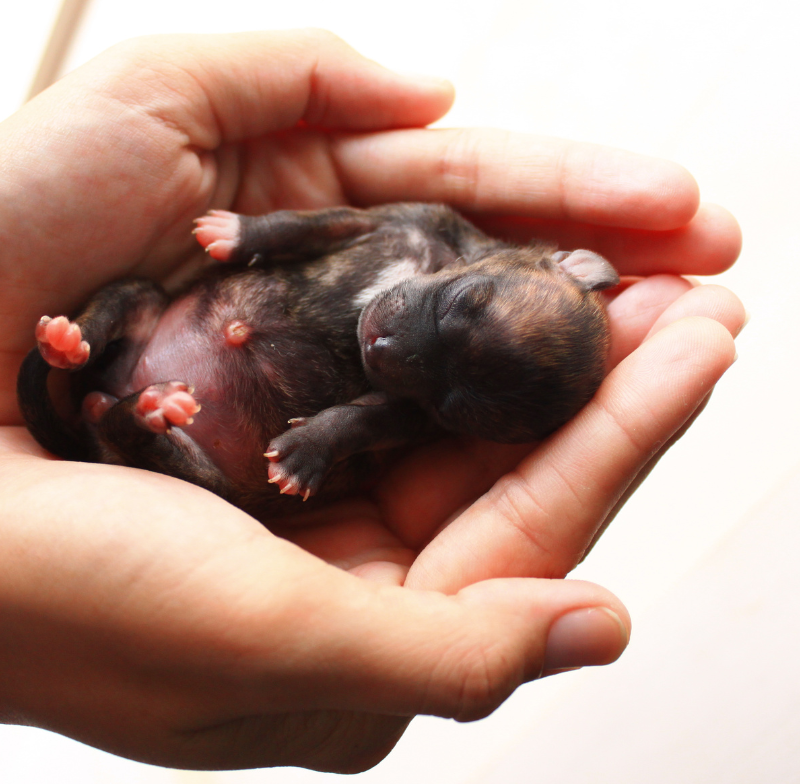 How to Care for Mum and Puppies in Week Two: A Complete Guide