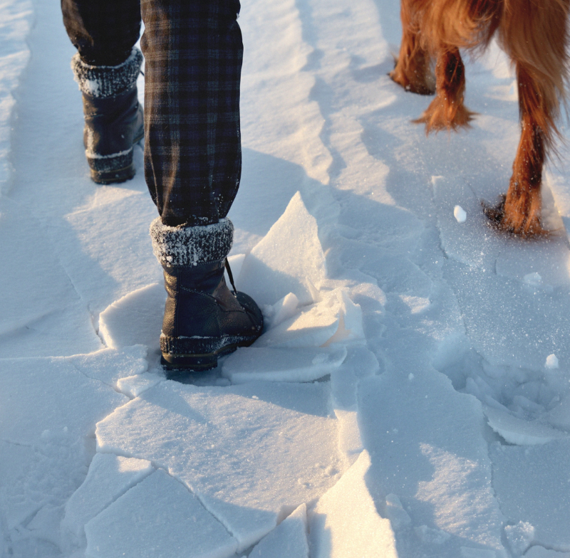 Should I walk my dog in the snow?
