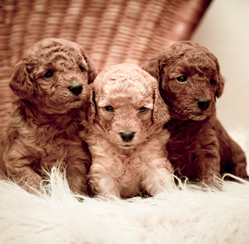 How to Care for Puppies and Mum in Week 3 After Birth