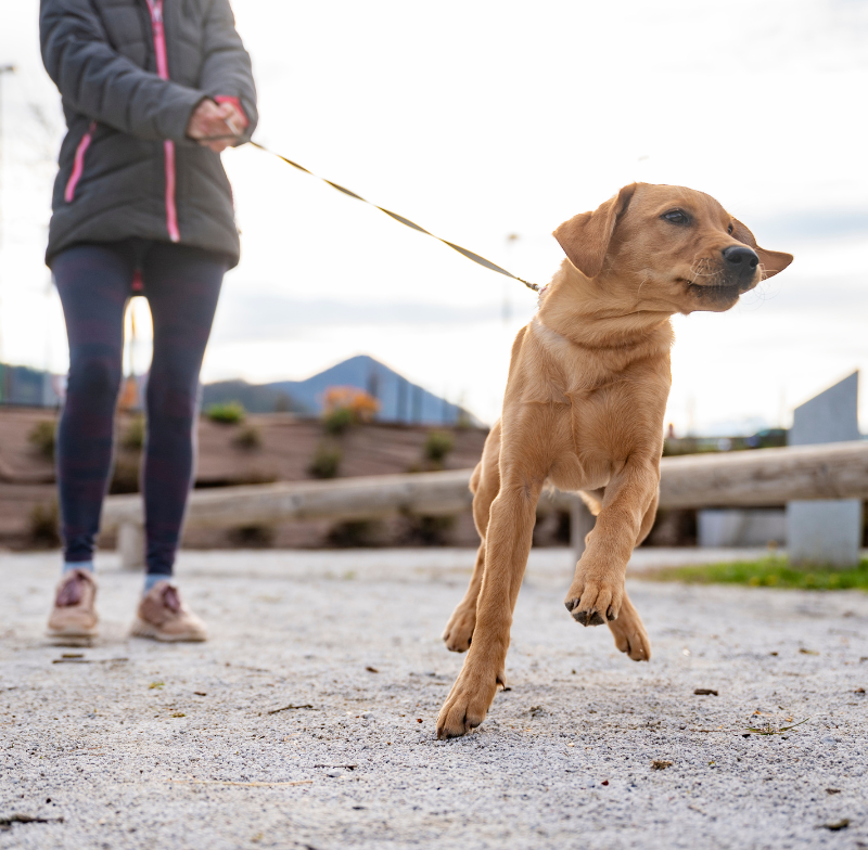 Tips to Stop Your Dog Pulling on Their Lead