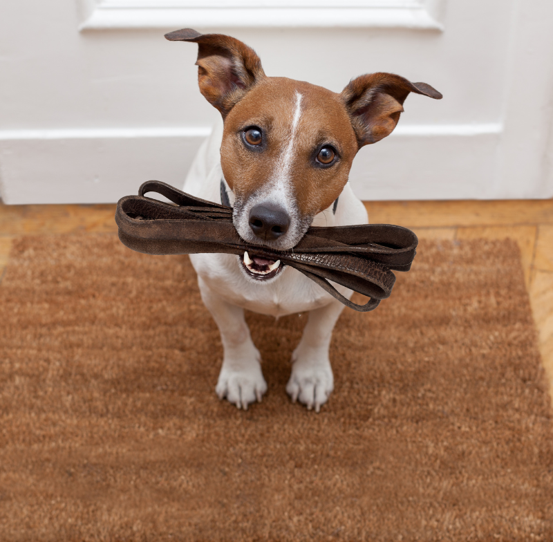 Dog Exercise Needs by Breed