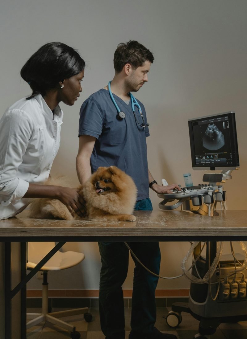 Should You Scan a Pregnant Dog in the UK?