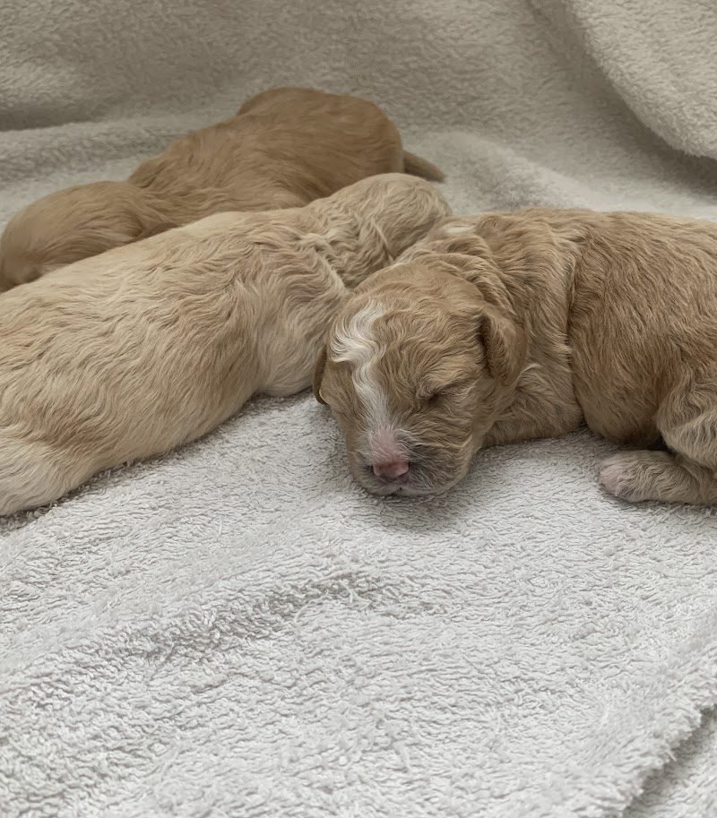 How to Care for Your Dog and Newborn Puppies in the First Week