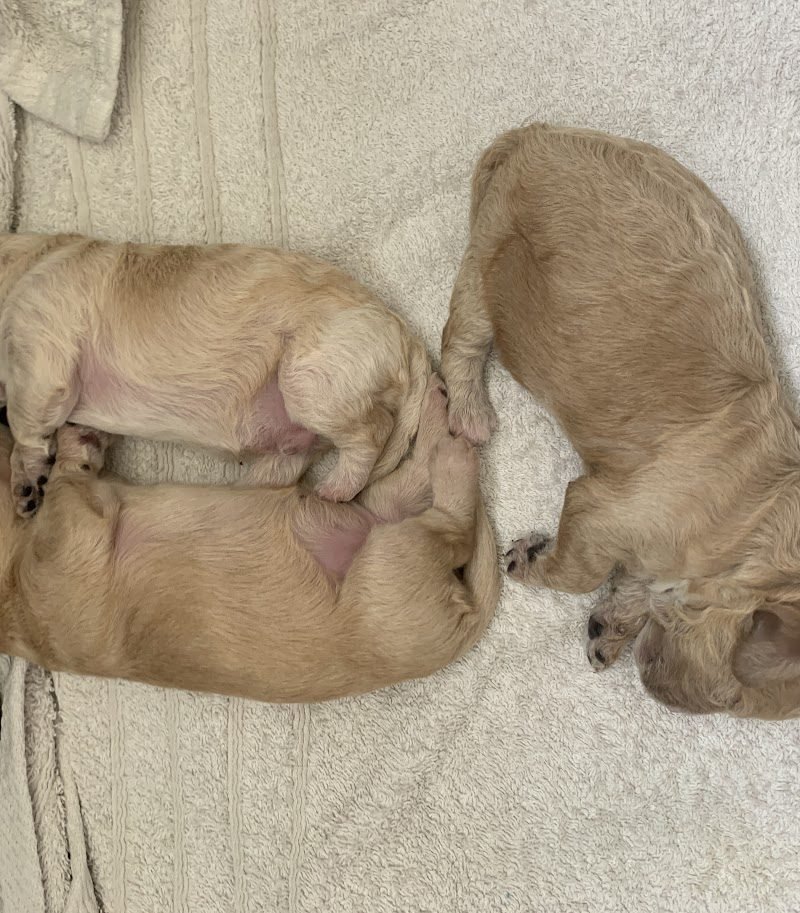 How to Prepare for Newborn Puppies When Your Dog Is Pregnant