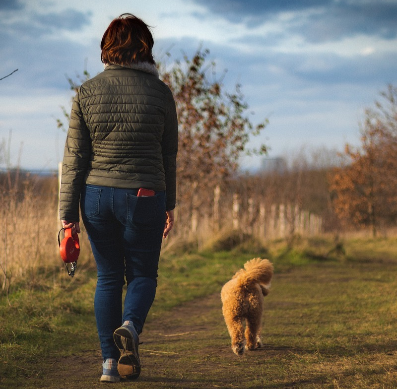 Dog Walking Rules in the UK