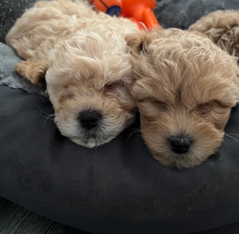 Caring for Mum and Puppies in Week 7