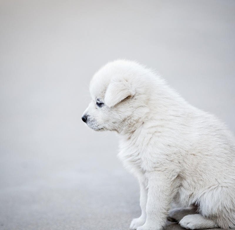 Why Do Dogs Pee When Excited or Scared?