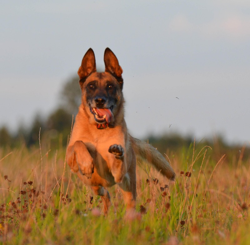 The Importance of Vet Checks for Dogs Over 7 Years of Age