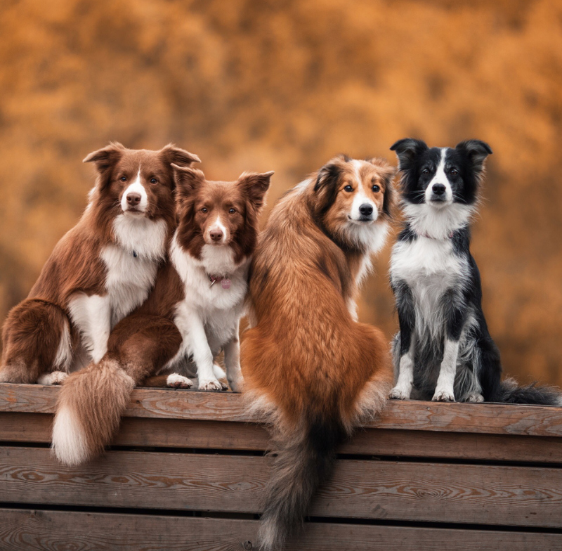 Tbilisi, Georgia: The City of Dogs