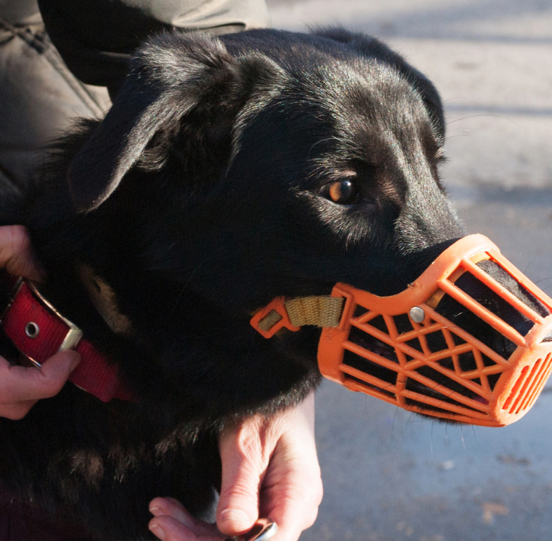 The Pros and Cons of Using a Muzzle on Your Dog