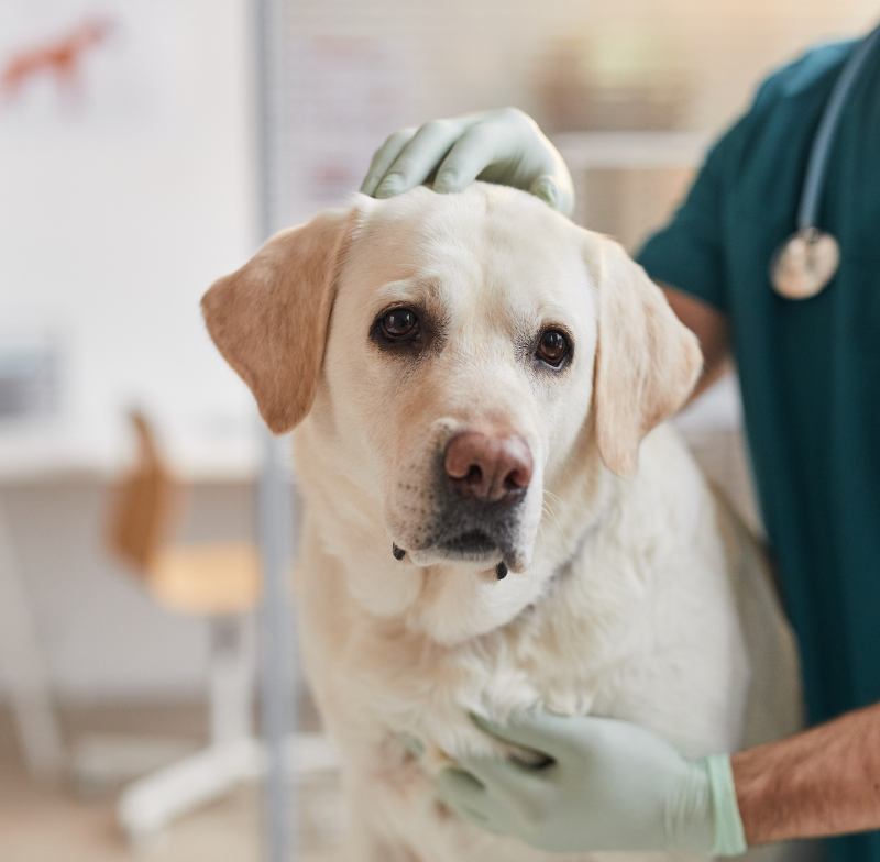 side effects of having your male dog neutered