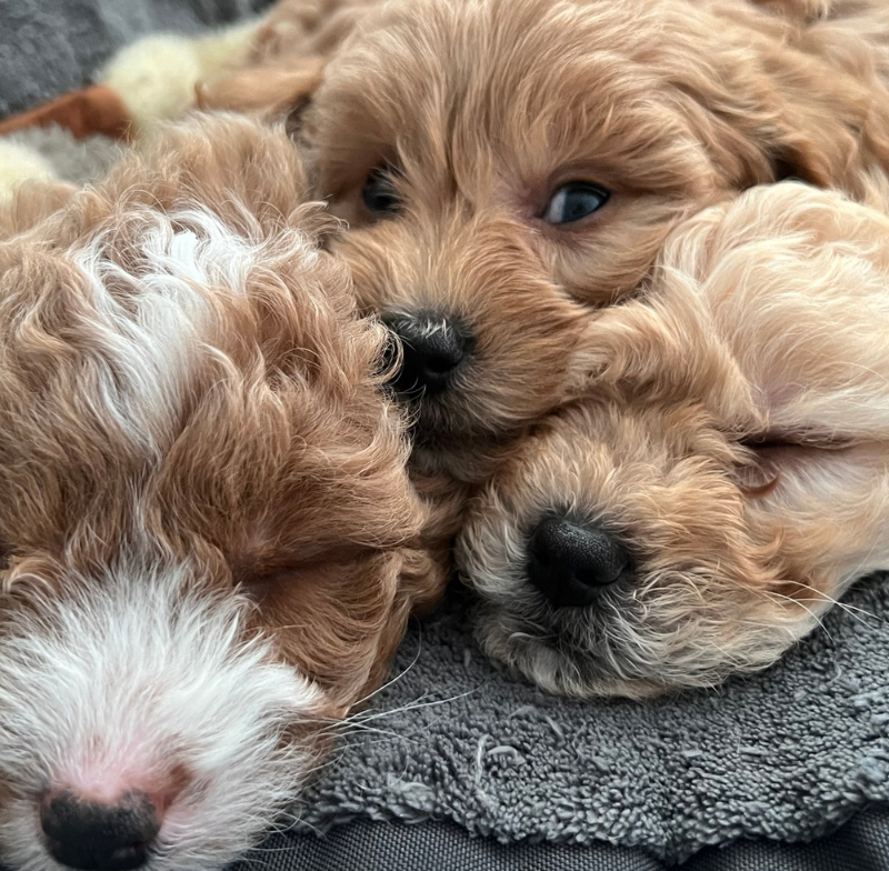 How to Care for Puppies and Mum in Week Five