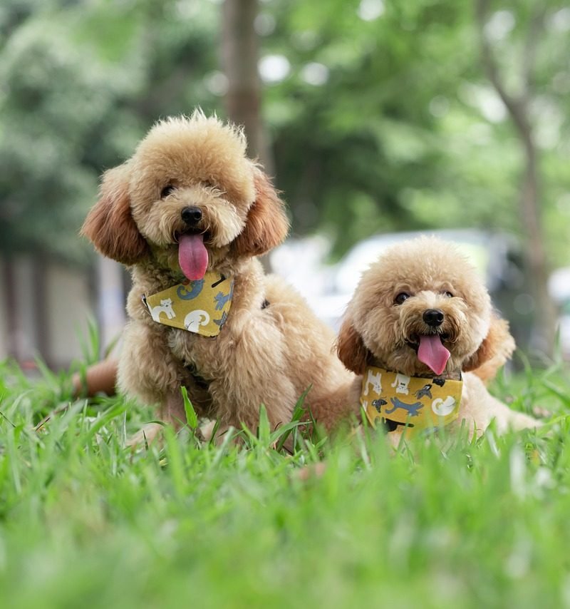 Intelligent Dog Breeds