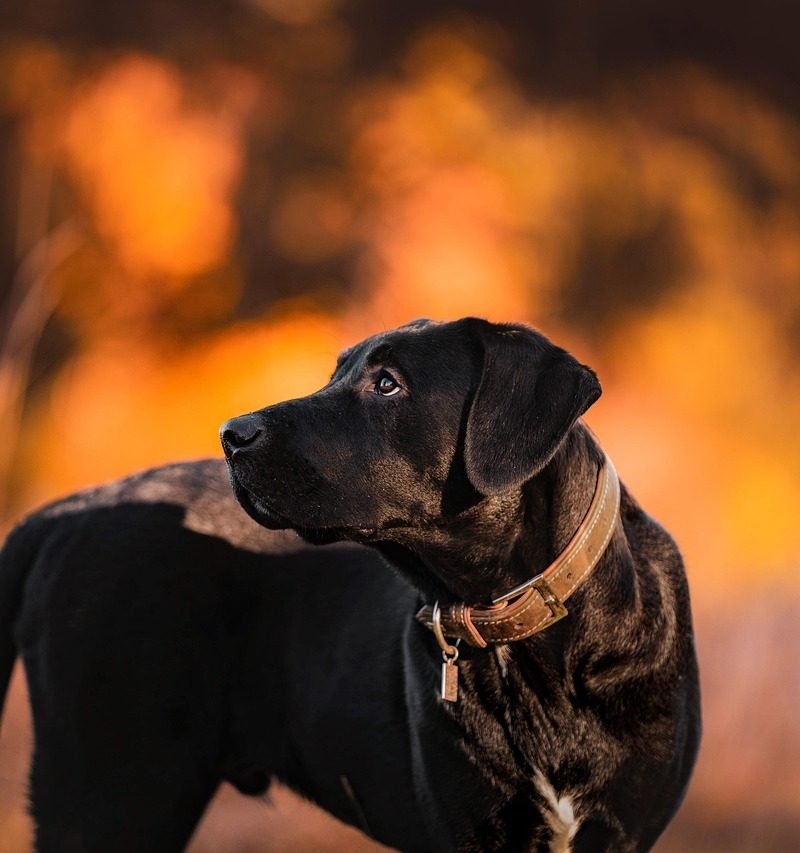 How to Teach Your Dog to Come Back to a Whistle
