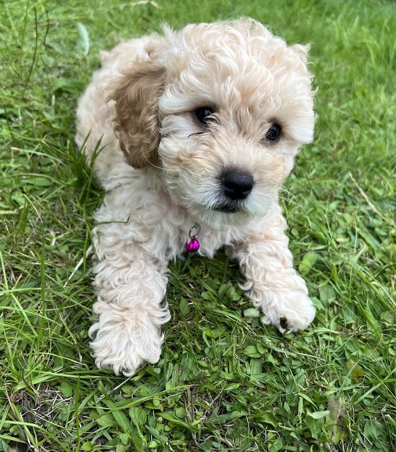 Caring for Mum and Puppies in Week 8