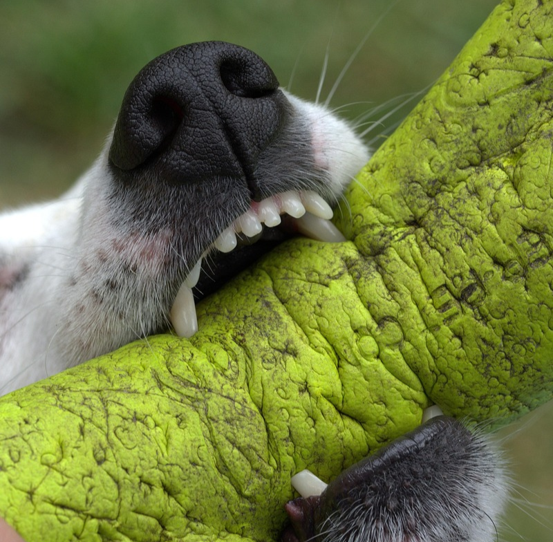 Which Dogs Have the Strongest Bite?