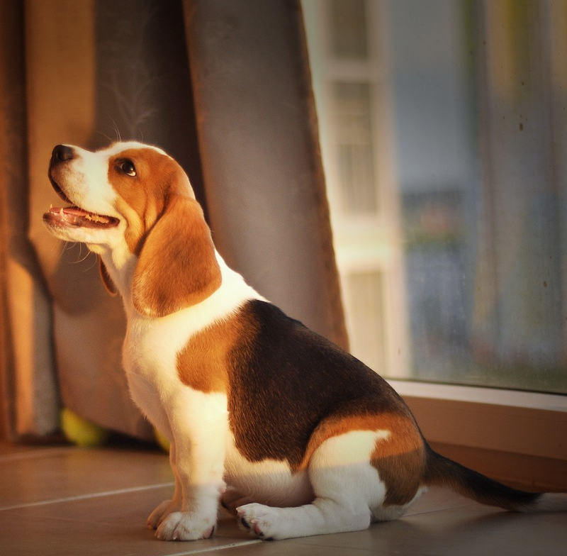 The Best Child-Friendly Dog Breeds