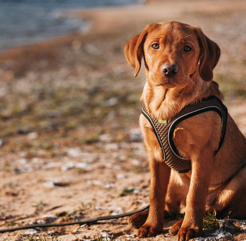 UK Breeds of Dog Predisposed to Hip Dysplasia