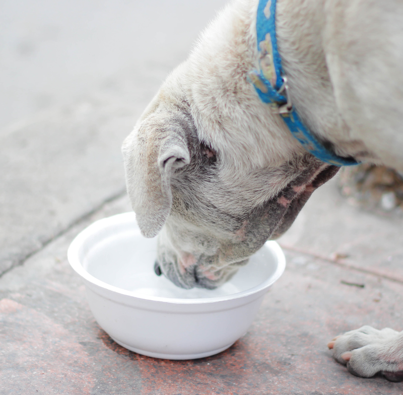 Safe and Delicious Drinks for Dogs Beyond Water