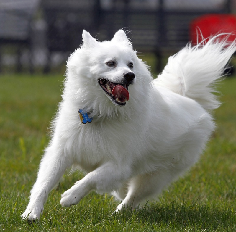 Vulnerable Dog Breeds at Risk of Extinction